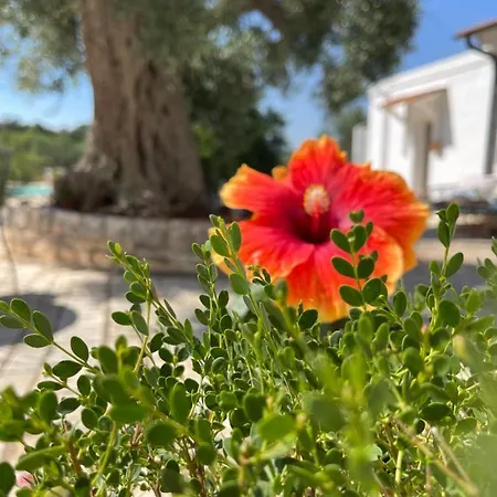 Vakantieboerderij Masseria I Raffi Monopoli