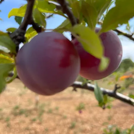 Masseria I Raffi Çiftlik konaklama Monopoli