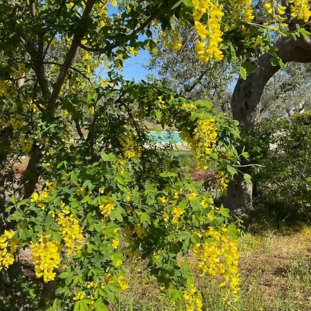Masseria I Raffi Vakantieboerderij *